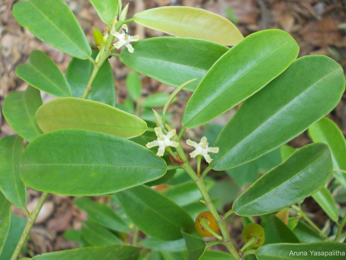 Erythroxylum zeylanicum O.E.Schulz